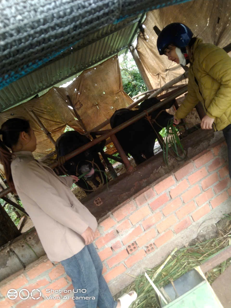 Vốn ngân hàng chính sách – Điểm tựa giúp nông dân ở xã Ea Kly thoát nghèo bền vững